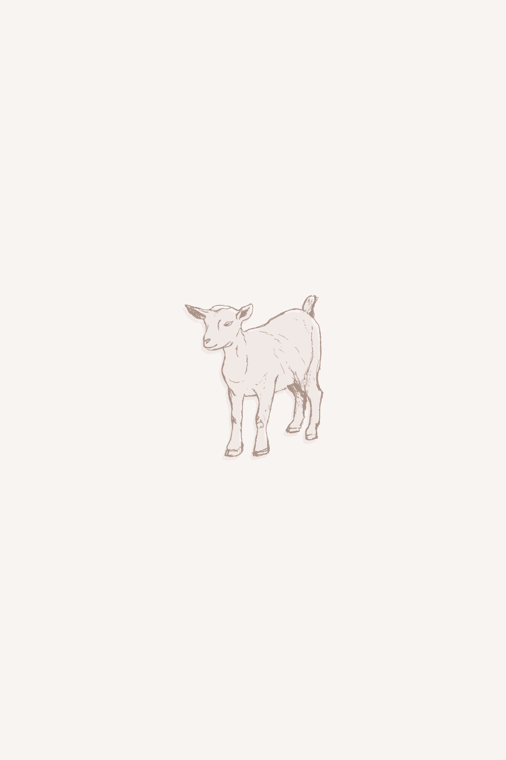 Goat Illustration nigerian dwarf goat 805 farms alberta